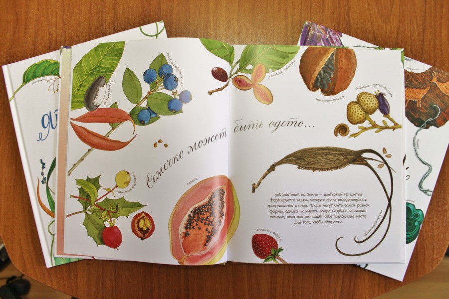 "Che sogno un seme": la botanica per i più piccoli