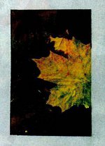 Artigianato d'autunno