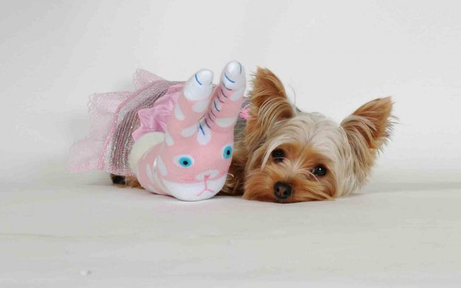 Cura del cane. Come attirare un bambino?