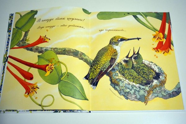 Scarafaggi, pulcini, farfalle Studiamo la natura insieme ai bambini