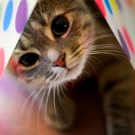 Allergie nei gatti