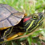 Malattie delle tartarughe rosse: i principali sintomi