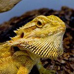 Agama barbuto nel tuo terrario Agama barbuto nel tuo terrario