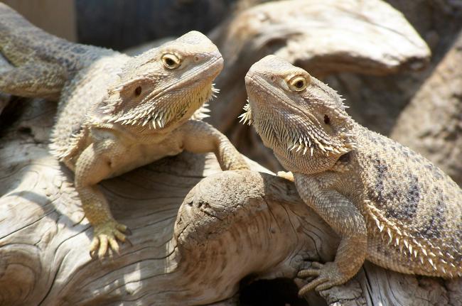 Agama barbuto nel tuo terrario