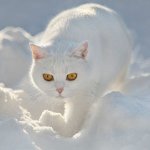 Bianco britannico Bianco britannico