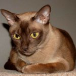 Gatto birmano Gatto birmano