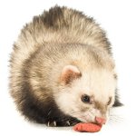 Cosa nutrire il furetto?