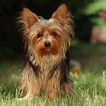 Cosa nutrire il terrier Yorkshire? Cosa nutrire il terrier Yorkshire?