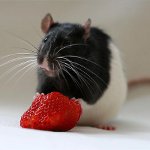 Come alimentare un ratto Come alimentare un ratto