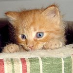 Come nutrire un gattino mensile