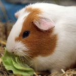 Cosa alimentare la cavia Cosa alimentare la cavia