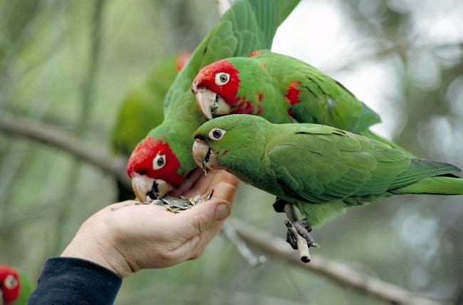 Cosa dare da mangiare al pappagallo?