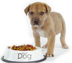 Che nutrire un cane?