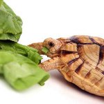 Cosa mangia la tartaruga?