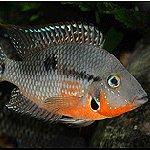 Ciclidi nell'acquario Ciclidi nell'acquario