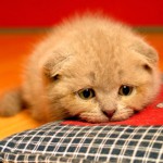 Cistite nei gatti