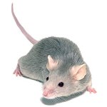 Mouse decorativo: manutenzione e cura