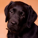 Demodecosi nei cani Demodecosi nei cani