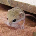 Home jerboa: manutenzione e cura Home jerboa: manutenzione e cura