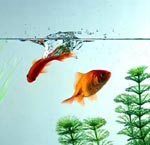 Inventario aggiuntivo per l'acquario