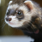 Animali domestici esotici
