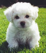 Francese bolognese (Bichon Frise)