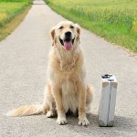 Dove lasciare il cane in vacanza? Dove lasciare il cane in vacanza?