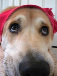 Distale per cani cani
