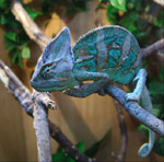 Chameleon: contenuto e cura