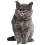 La natura dei gatti britannici