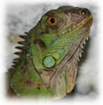 Iguana a casa