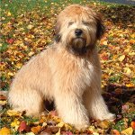 Irish Soft Coated Wheaten Terrier Irish Soft Coated Wheaten Terrier
