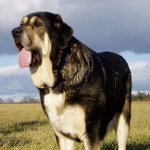 Mastino spagnolo Mastino spagnolo
