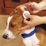 Come pulire le orecchie di cani e gatti?