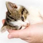 Come posso sapere se il tuo gatto è malato?