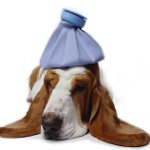Come posso dire se il tuo cane è malato?