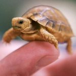 Come determinare il sesso di una tartaruga?