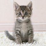 Come determinare l'età di un gattino