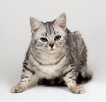Come comprendere un gatto? Come comprendere un gatto?