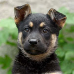 Come insegnare il cane al posto?