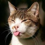 Come fare una puntura un gatto Come fare una puntura un gatto