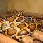 Come mantenere un serpente a casa?