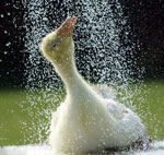 Come proteggere i tuoi animali domestici dal caldo?