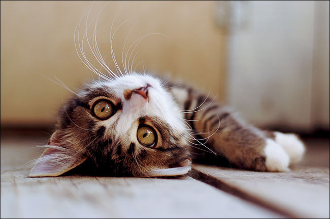 Come proteggere i tuoi animali domestici dal caldo?