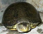 Tartaruga europea di paludi