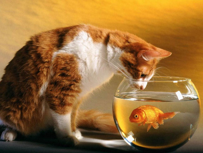 Come prendersi cura di un pesce rosso?