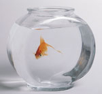 Come faccio a sapere se un pesce d'acquario è sano? Come faccio a sapere se un pesce d'acquario è sano?
