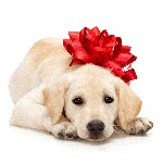 Come scegliere un cucciolo? Come scegliere un cucciolo?