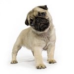 Quale cane è meglio?