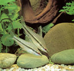 Quali dispositivi sono necessari per l'acquario? Quali dispositivi sono necessari per l'acquario?